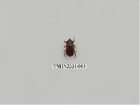 藏品(台灣褐栗金龜)的圖片